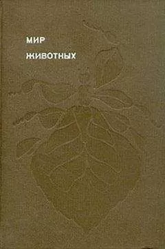 Игорь Акимушкин - Мир животных. Насекомые. Пауки