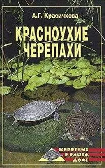 Анастасия Красичкова - Красноухие черепахи